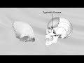 FRONTAL BONE