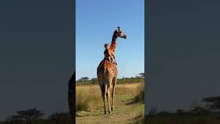 Lovely Giraffe Cub Climbing to His Mother for Safety 🦒💕