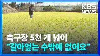 '언 피해' 제주 월동무 시장격리…"조금만 서두르지" / KBS  2023.02.13.