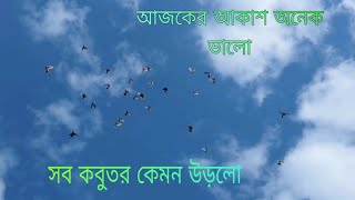 আজকের আকাশ অনেক ভালো সব কবুতর কেমন উড়লো @TBPIGEONLOFT14 @BDplfahimm #pigeon #bdpigeonslover 💥