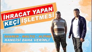 İhracat Yapan Keçi İşletmesi | Saanen, Maltız, Alpine ; Hangisi Daha Verimli