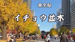 東京駅イチョウ並木