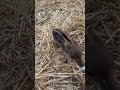 tiny wild boar piglets try to survive