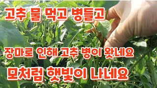 고추농사#잦은비로 고추물러 터지고 떨어지네요