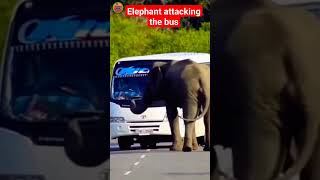 Elephant attacking the bus| wild elephant🦣🦣sri lanka| තව පොඩ්ඩක් පරක්කු වුනා නම් මොනවා වෙයිද දන්නෑ😂😂