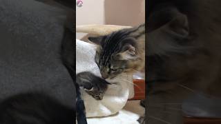 子猫が怖くて涙目になるパパ猫