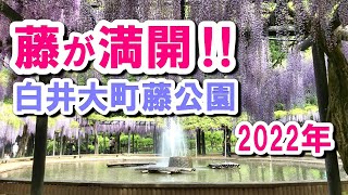 藤公園と言えば…白井大町藤公園 2022