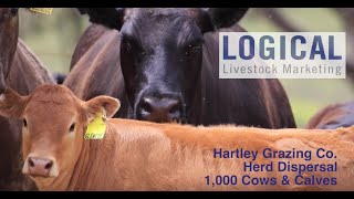 Hartley Grazing Company Herd Dispersal