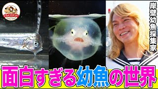 【超貴重】謎のセーラー服男性がヘンテコな幼魚たちを次々ゲット！リュウグウノツカイやタツノオトシゴを漁港の岸壁で発見【どうぶつ奇想天外／WAKUWAKU】