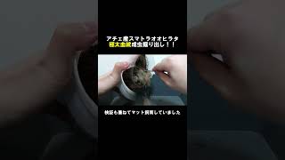 【極太血統】マット飼育をしていたアチェ産スマトラオオヒラタの成虫を掘り出してみた！#shorts