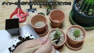 【サボテン】ダイソーのサボテンと多肉植物がめちゃかわいく仕上がりました