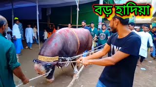 মাইজভান্ডার ওরশে দেখা এটা বড় হাদিয়া ছিল