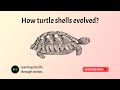 How turtle shells evolved? - i-Ed