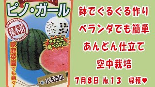 甘〜い #小玉スイカ 🍉【ピノガール】No.13収穫♥/鉢でぐるぐる作りベランダでも簡単あんどん仕立てで空中栽培 #家庭菜園　2023年7月8日