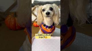 【犬のハロウィン】なかなかうまくいかないなぁ~😆 #おもちゃ #ハロウィン #ペット動画  #マルプー #マルチーズ #マルチーズミックス #おしゃべりペット #maltese