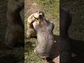 Comical fight between two chubby marmots #cuteanimals #toocute #marmot #funnyshorts