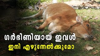 ഗർഭിണിയായ അവൾ ഇനി എഴുന്നേൽക്കുമോയെന്നറിയാതെ അനിൽ