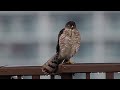 隣の棟のツミ japanese sparrowhawk on top floor of the next building 2022.07.17