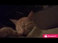 【猫のいびき】cat snoring