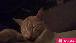 【猫のいびき】Cat snoring