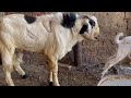 goat mating goat matingseason