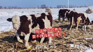 牛行再不好，像这么养牛想不挣钱都难！ #三农