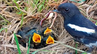 Oriental magpie-robin bird babies || Birds of Nature