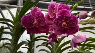 Shopping for Orchids, Holiday Finds, Orchid Nursery Tour, Come With Me, December 22, 2021