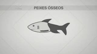 Guia de Profissões | Dicas do Guia - Peixes - Biologia