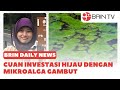 Cuan Investasi Hijau Dengan Mikroalga Gambut | BRINDAILY NEWS (09/10/2024)