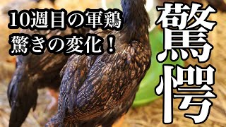 【成長記録】大軍鶏の10週目までの軌跡！ヒヨコ時代の可愛さどこ行った！？