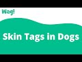 Skin Tags in Dogs | Wag!