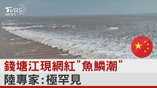 錢塘江現網紅「魚鱗潮」 陸專家:極罕見 ｜TVBS新聞