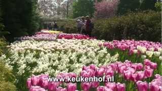 Keukenhof in volle bloei