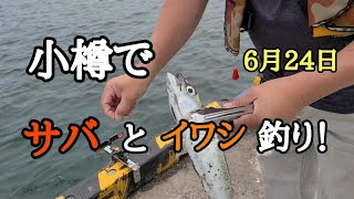 小樽でサバとイワシ釣り！