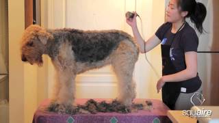 Airedale Grooming - Clipping (1/6) - Rough Clip of Body and Chest