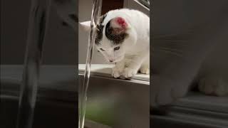 水道の蛇口から水を飲む猫