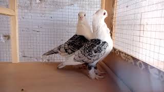 black cherry 🍒 santinant pigeon. Breader #DaSheikhPets