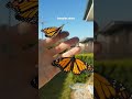 easy way to identify a male or female monarch butterfly