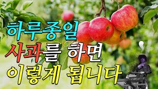 [VLOG] 강원도청 직원들의 미션임파서블😎 탐스러운 사과🍎를 사수해라!!! 찐 리얼..!! 수확기 맞이 농촌 봉사활동