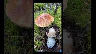 Beautiful mushrooms from Eastern Europe #funghi #porcini #boletus #grzyby #гриби