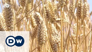 Climate change and food - wheat harvests at risk | Tomorrow Today