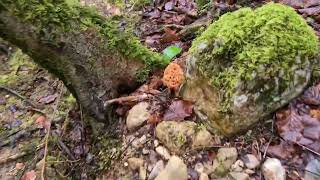 Morilles2023  15 avril Prospection le long d'une rivière #morilles