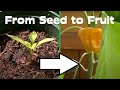 Time Lapse Of Scotch Bonnet Pepper Plant Growing