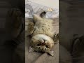 生活不易，猫猫卖艺～ shorts 萌宠 猫 猫咪日常 cat 小猫咪 catvideos