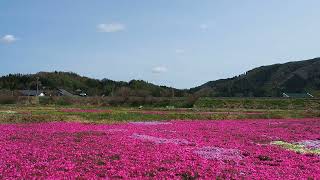 ＳＬ銀河　釜石線　輝く芝桜　2022.04.30