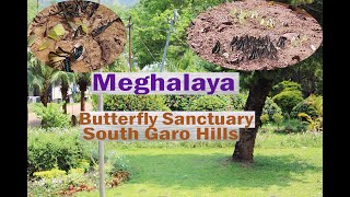 Beautiful Baghmara Butterfly Sanctuary