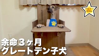 余命を越える為に頑張るグレートデン子犬