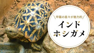 【沖縄こどもの国】インドホシガメの魅力にハマる人続出！？