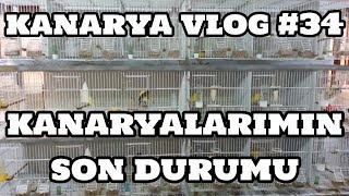 Kanarya Vlog #34 (Kanaryalarımın Son Durumu)